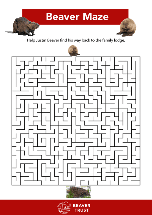 Activities for kids Beaver Trust
