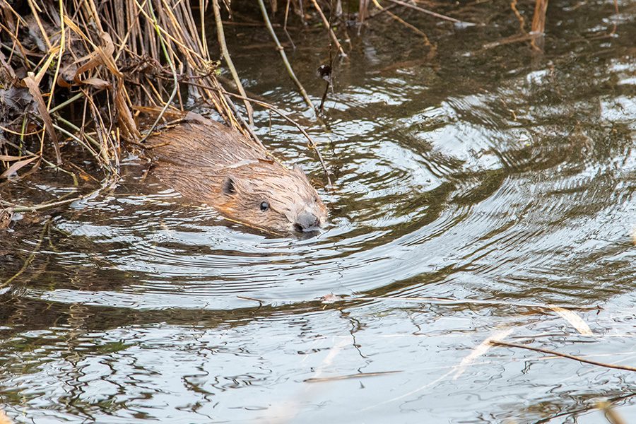 Places to see beavers Beaver Trust