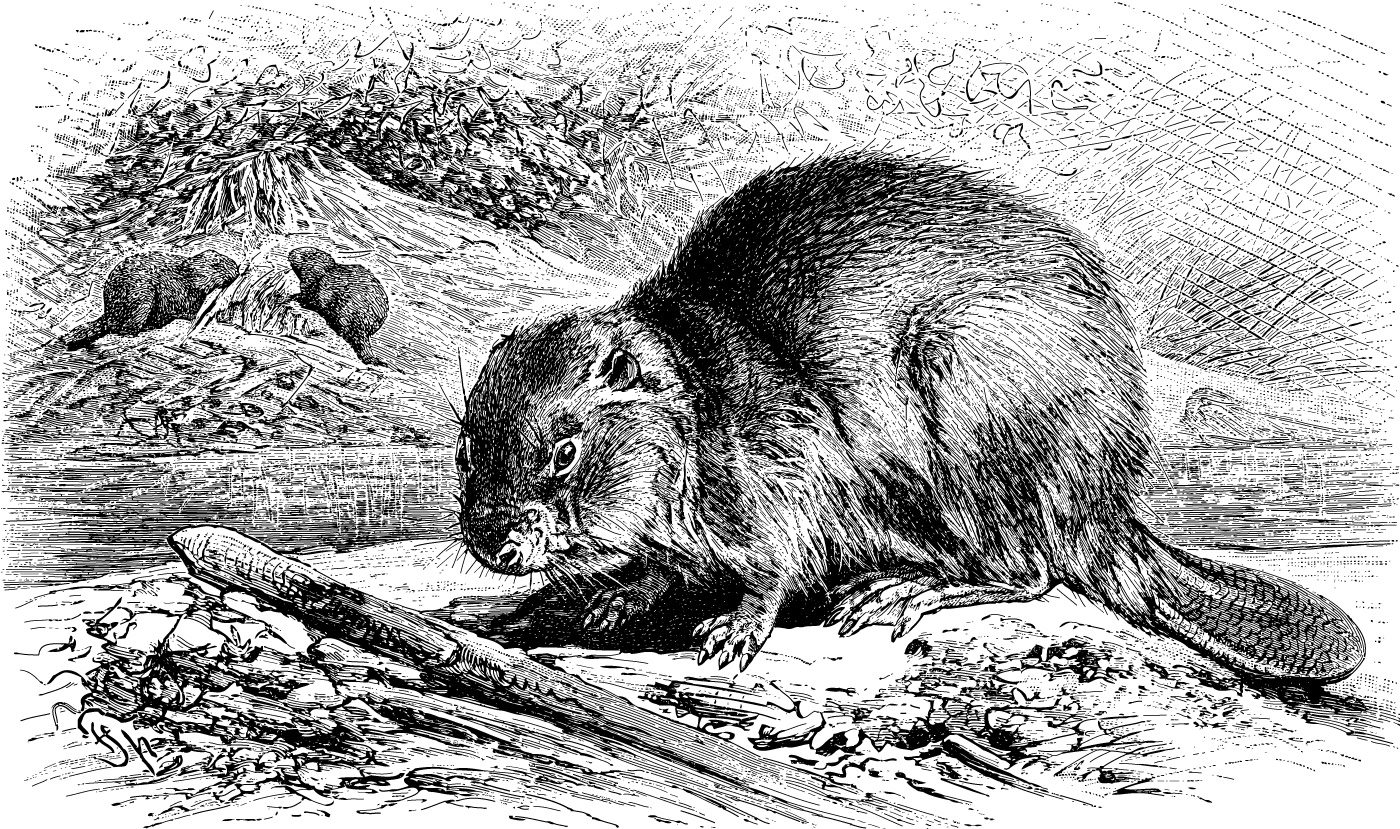 Beaver history Beaver Trust