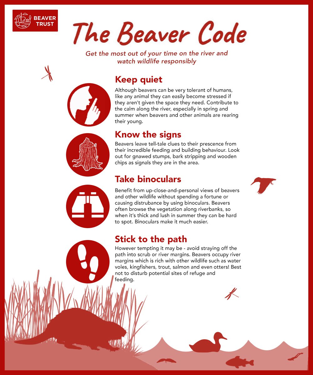 Places to see beavers Beaver Trust