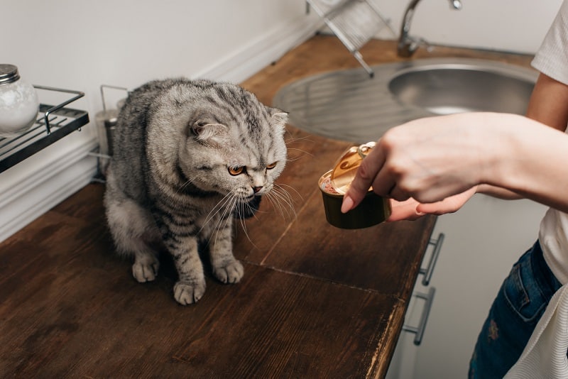 5 CiriCiri Kucing Sakit yang Harus Kamu Ketahui Agar Mpuss Cepat Sembuh