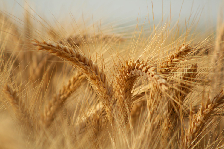 Estce que le triticale est sans gluten ? Because Gus
