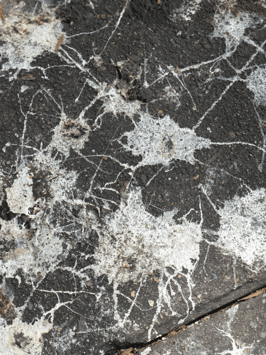 The Correct Way to Remove Bird Poop off Concrete Because Mom Says