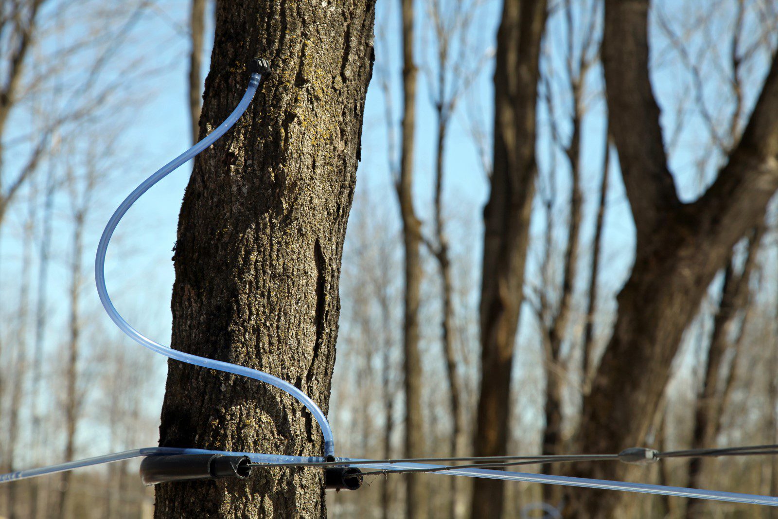 Maple Tree Syrup Extraction