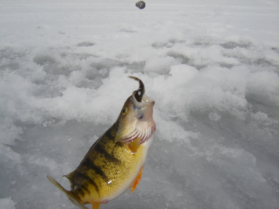 Ice Fishing Lake Winnibigoshish MN Ice House Rentals