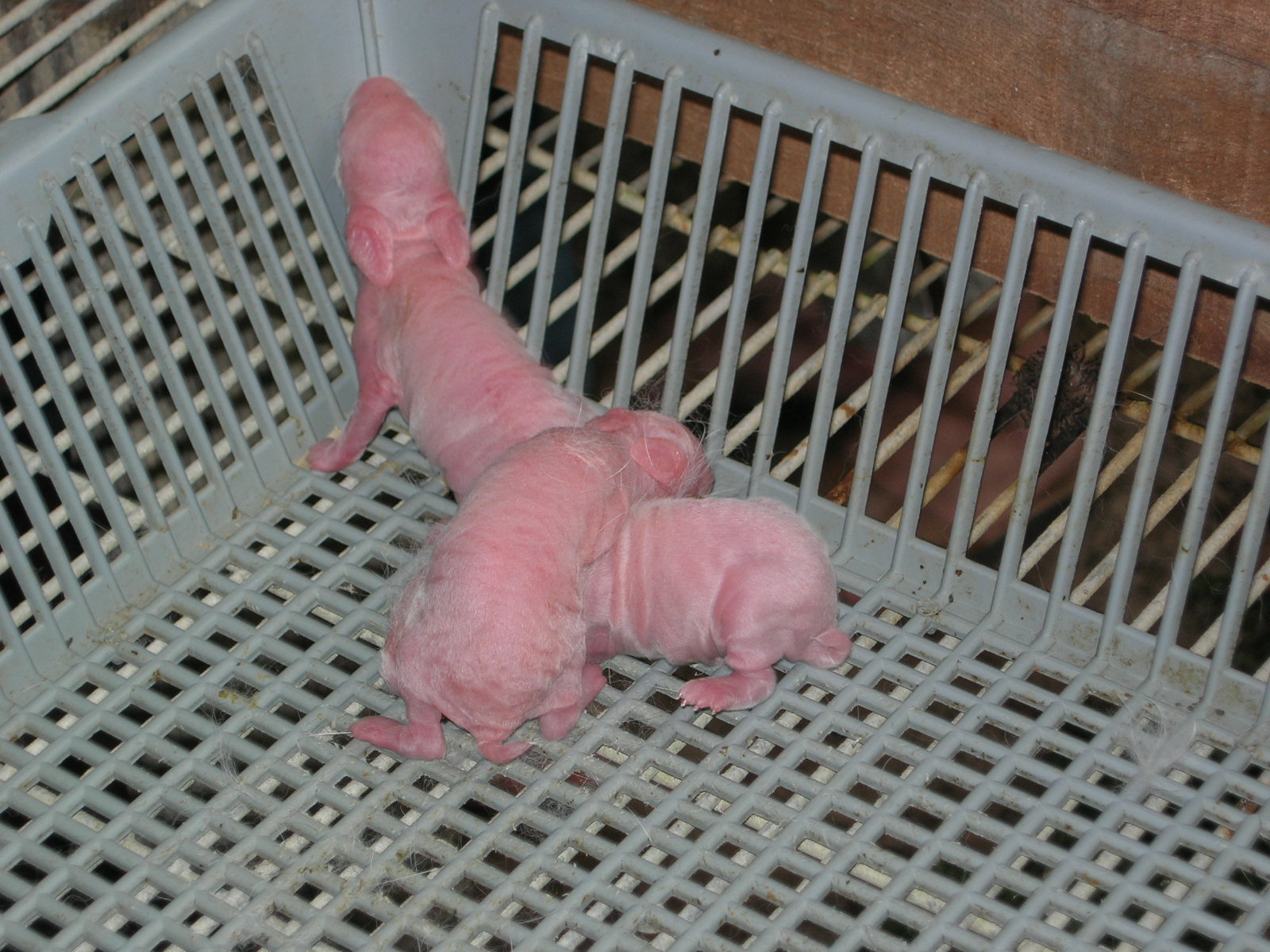 Rabbit Fun Land in Semenyih Becklee's Blog