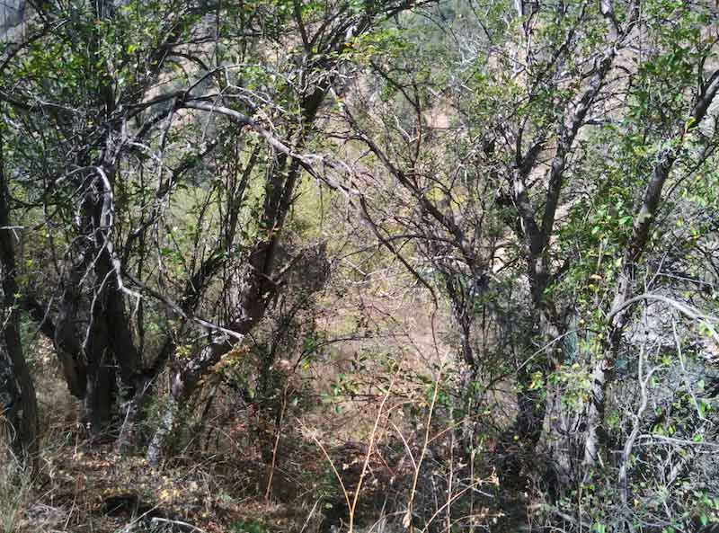 Kazakhstan Apples Beck's Blog