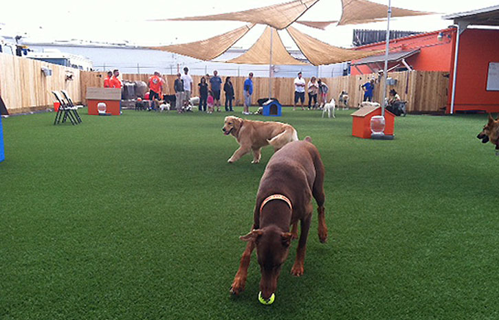 Classes Beckman&#039,s Dog Training