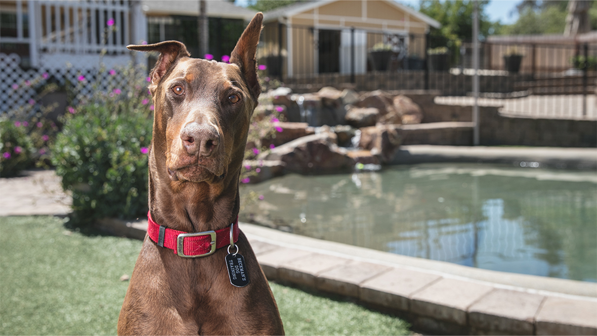 San Diego dog trainers, San Diego dog boarding, dog kennel