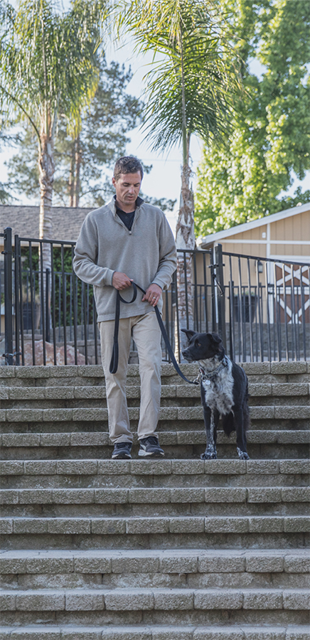 beckmans dog training