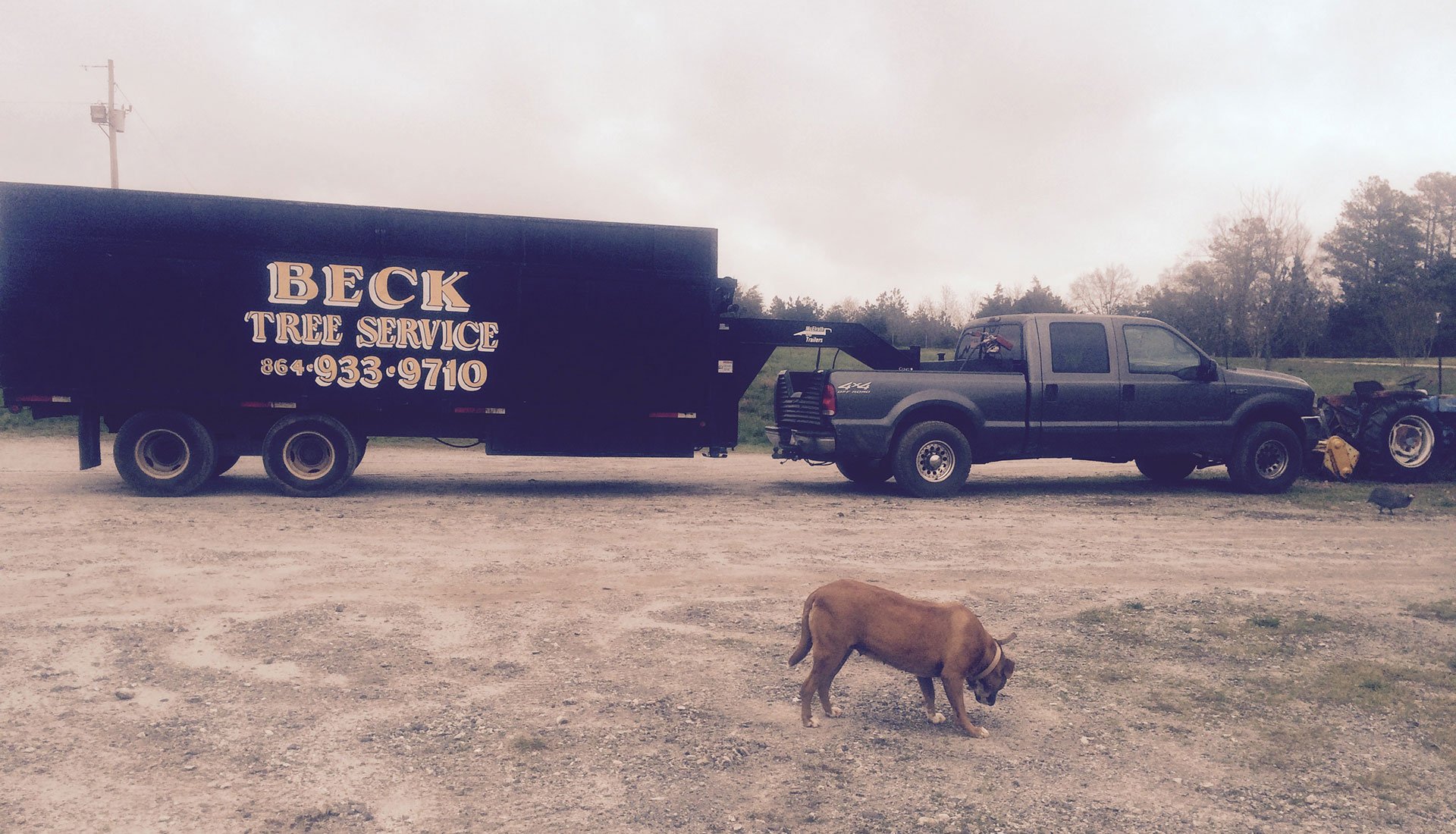 Professional Tree Care Services in Anderson, SC