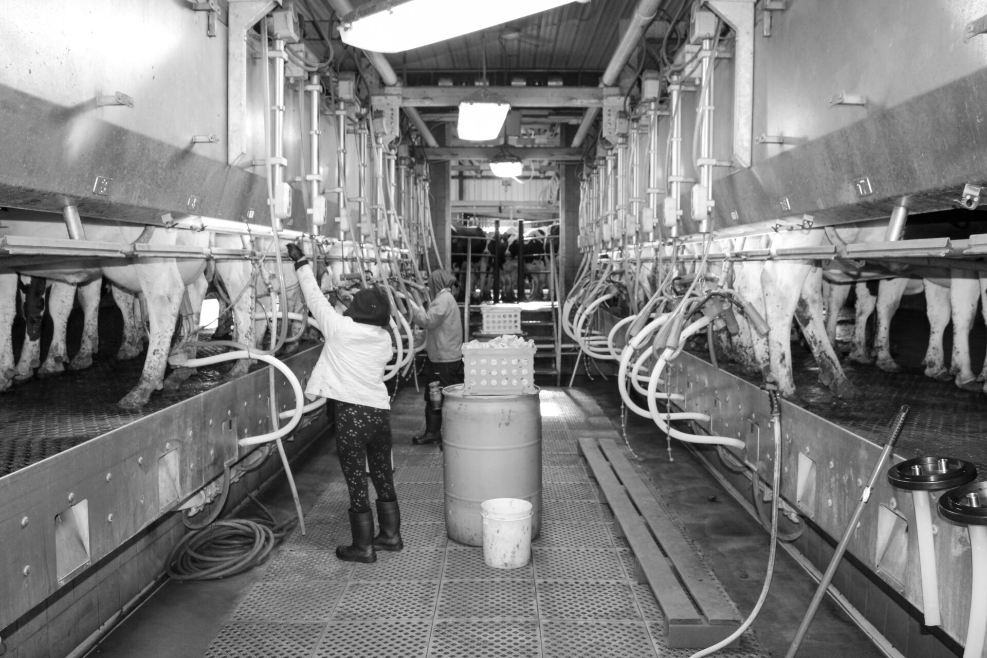 Gallery of Images BECO Dairy Automation Inc.