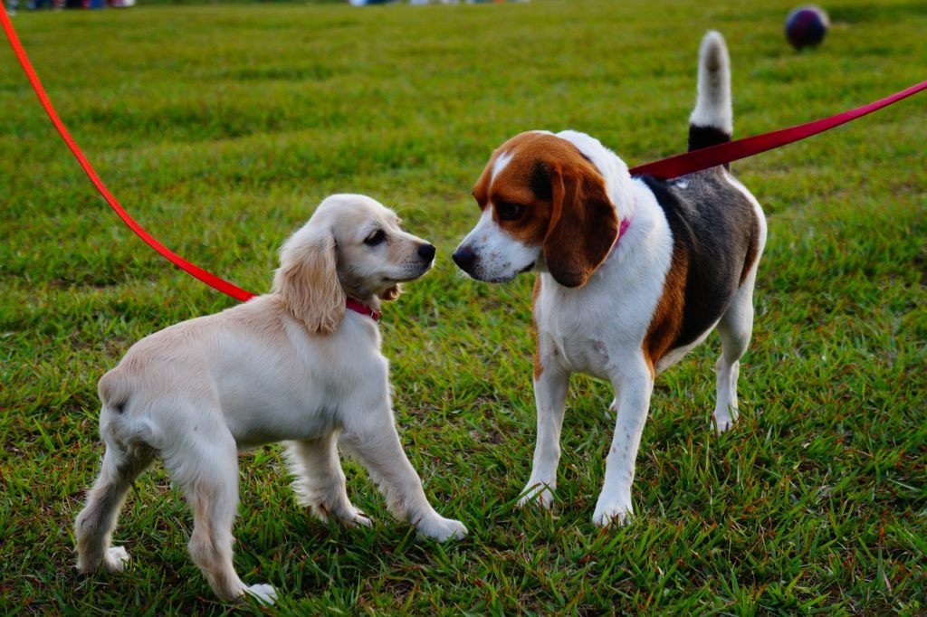 8 Best Dog Parks and Area's on Chicago's North Side Becovic Chicago