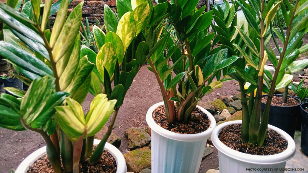 ZZ Plant Care Instructions Becs Backyard