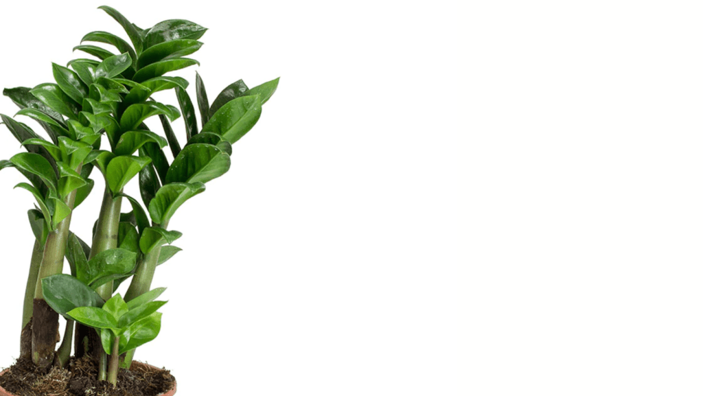 ZZ Plant Care Instructions Becs Backyard