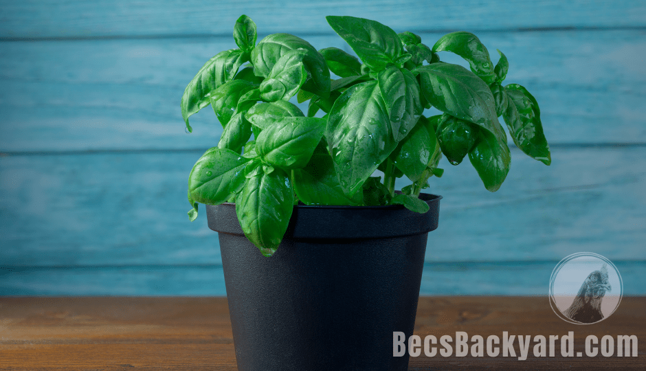 How Often Do You Water Basil Expert Tips for Optimal Growth Becs Backyard