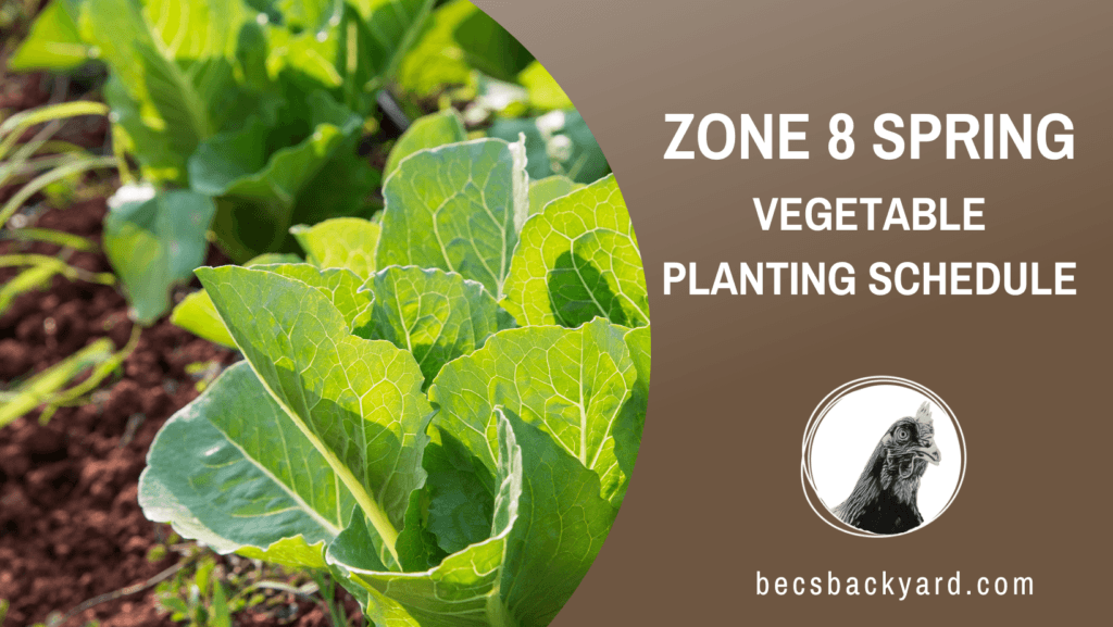 Zone 8 Spring Vegetable Planting Schedule Key Dates and Best Practices