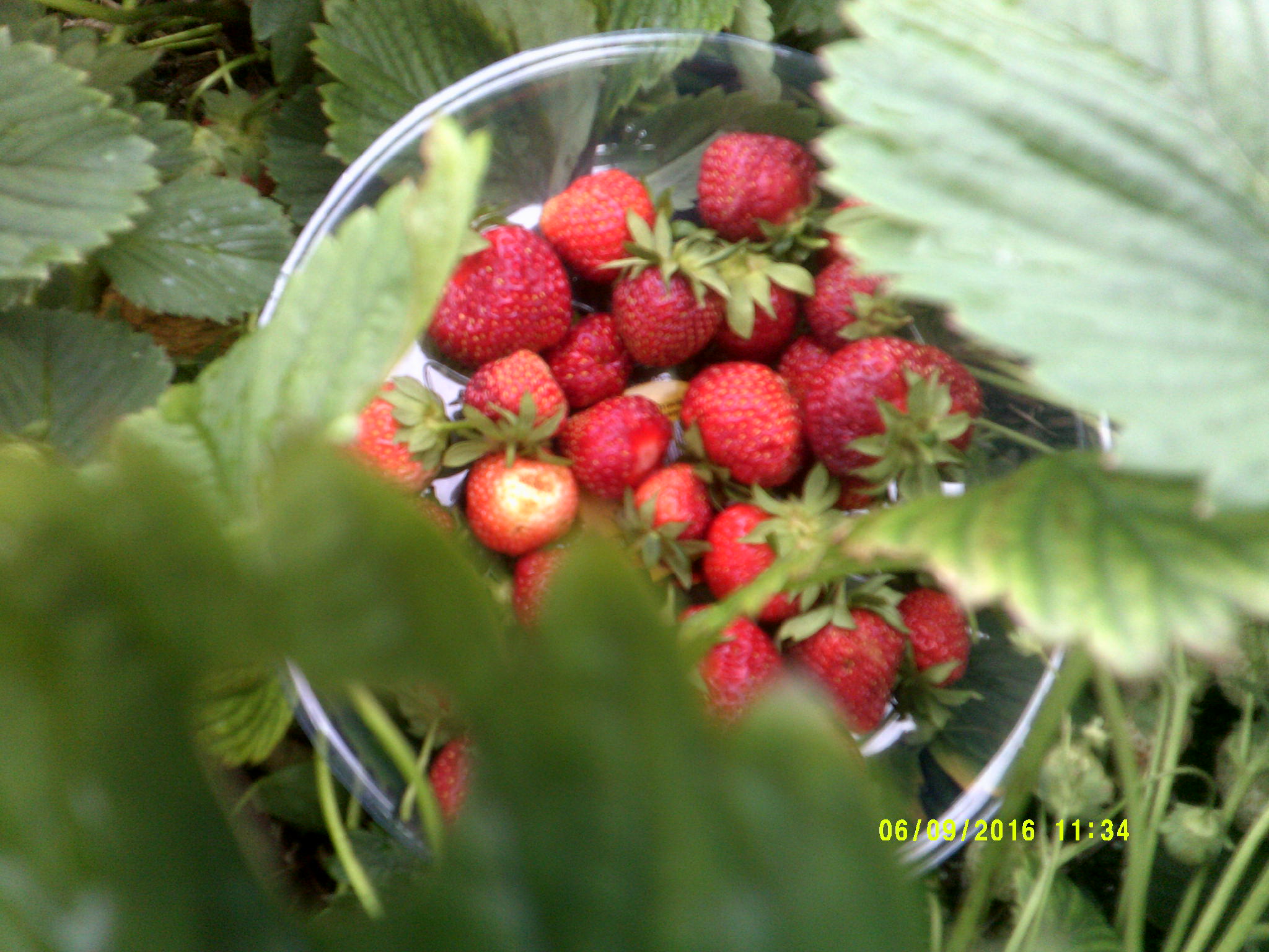 Strawberries! Planting The Seeds
