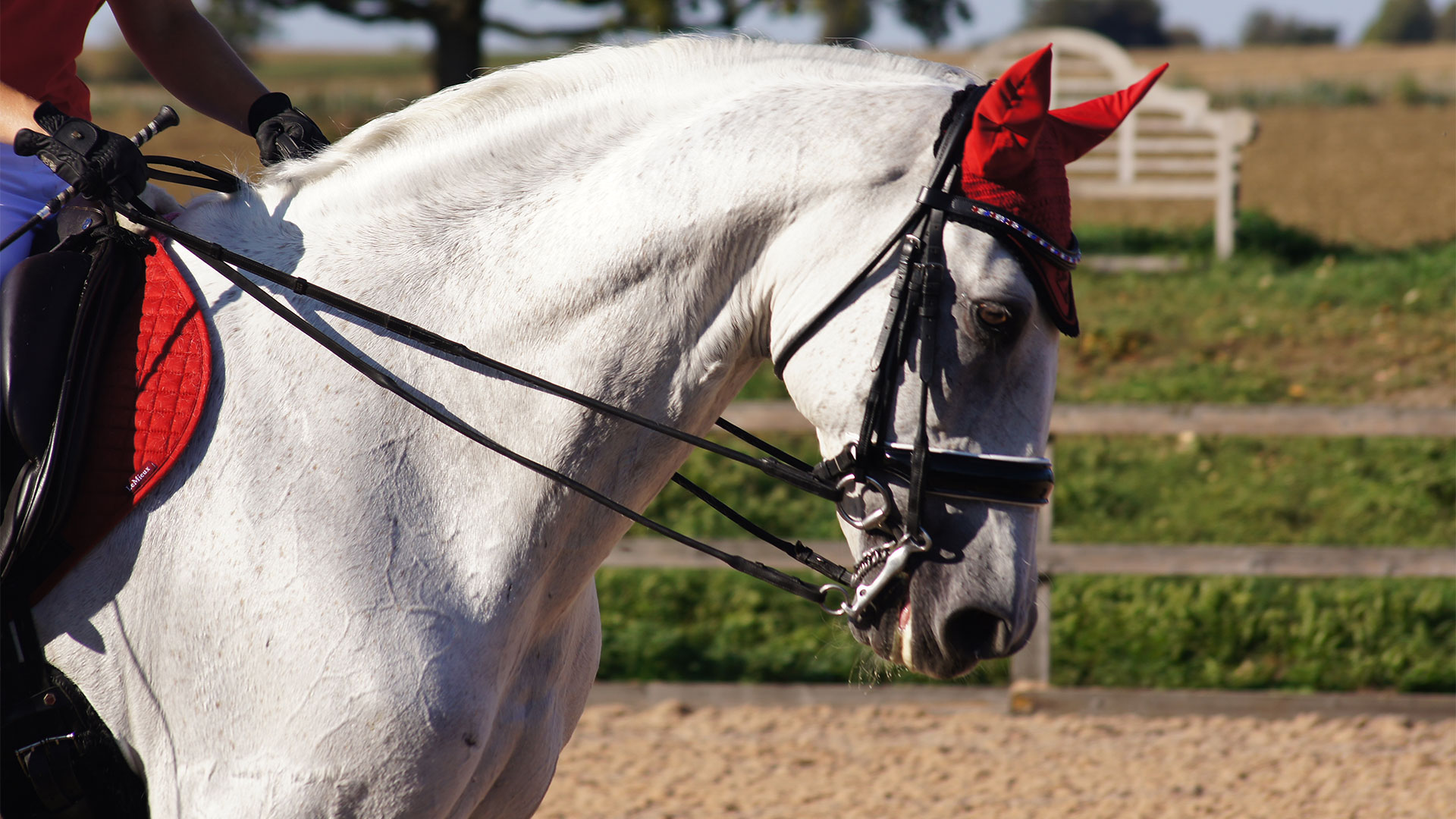 Equine Bedding BedDown Equine Bedding