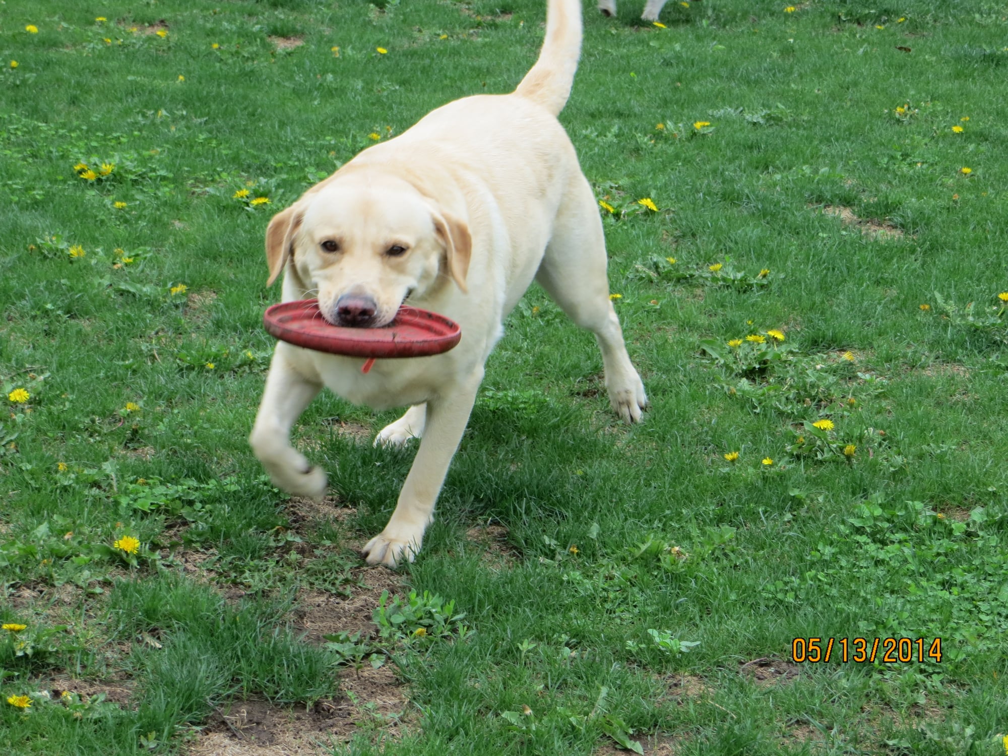 Gallery Bed & Biscuit Pet Resort