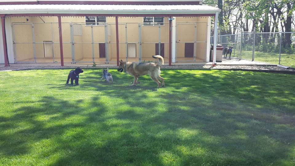 Gallery Bed & Biscuit Pet Resort