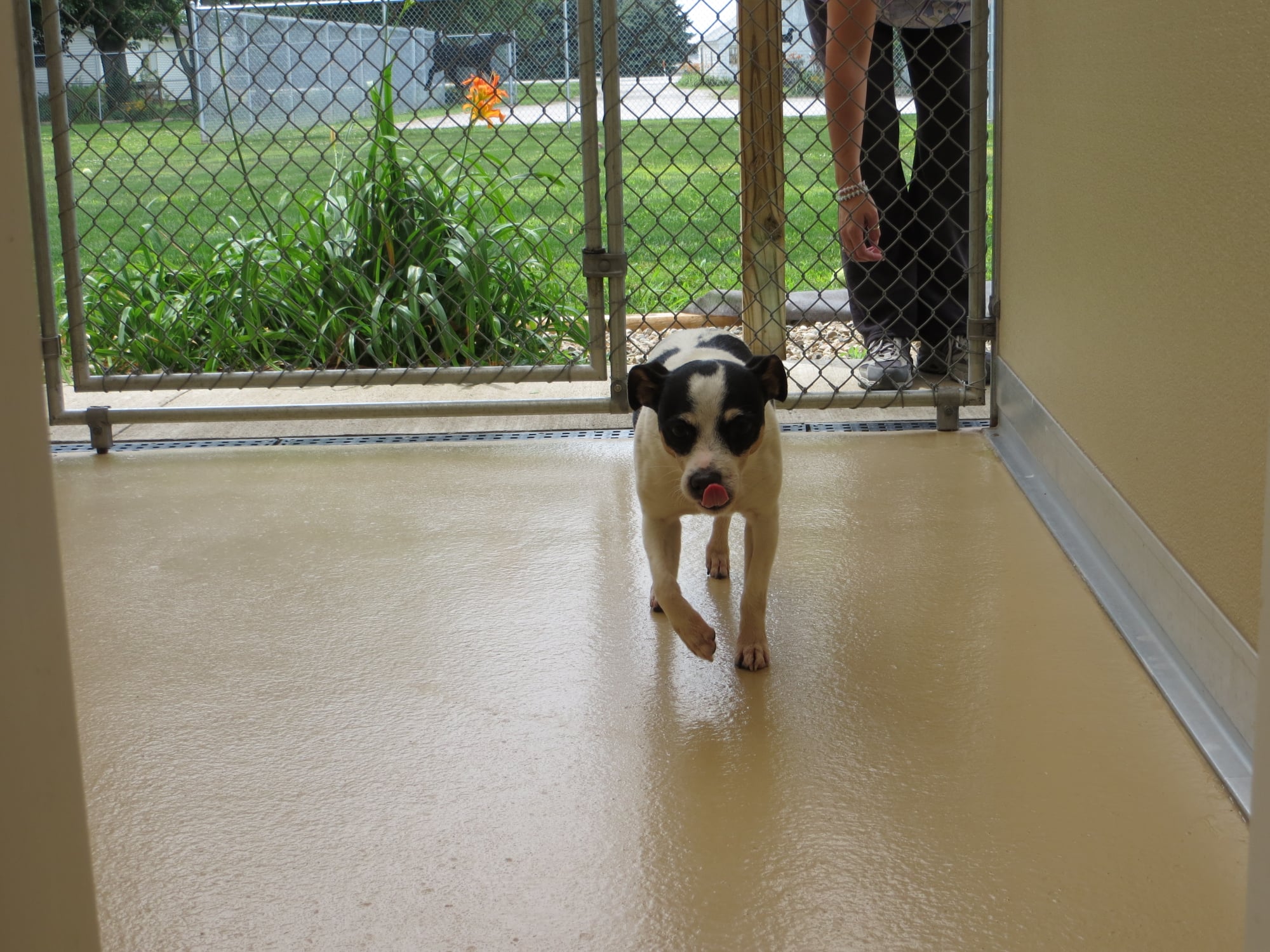 Gallery Bed & Biscuit Pet Resort