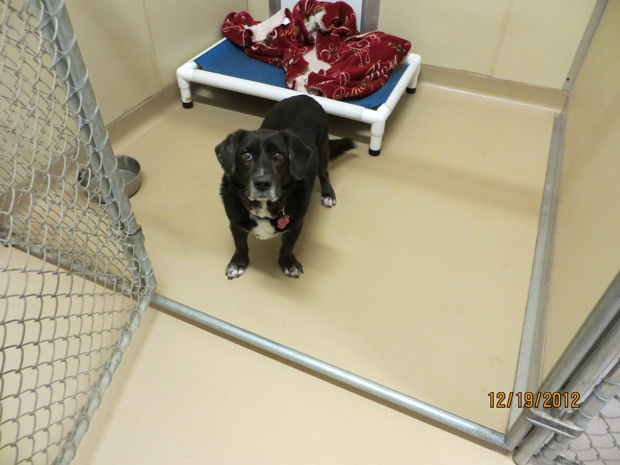 Gallery Bed & Biscuit Pet Resort