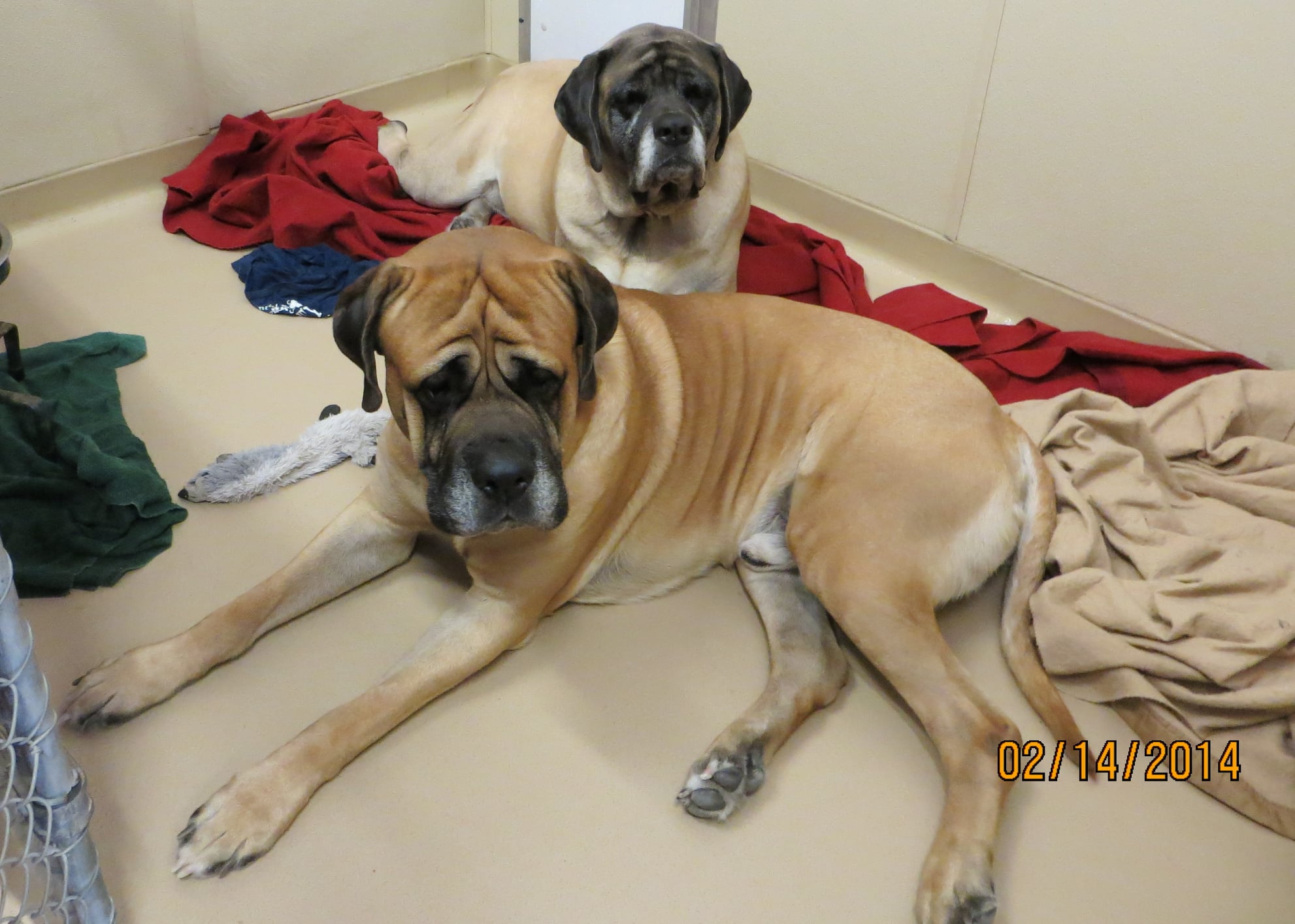 Gallery Bed & Biscuit Pet Resort