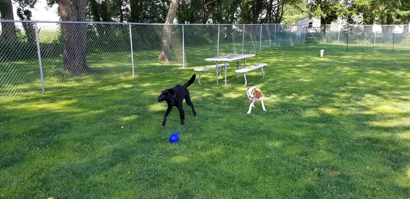 Gallery Bed & Biscuit Pet Resort