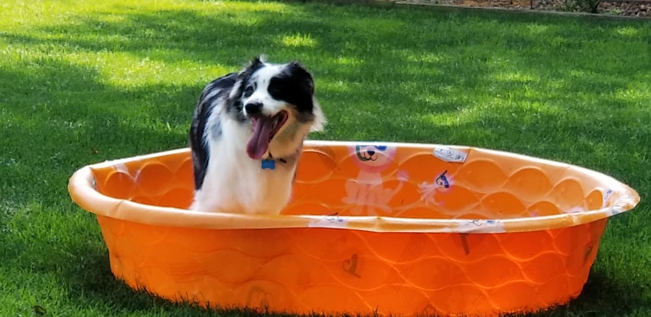 Gallery Bed & Biscuit Pet Resort