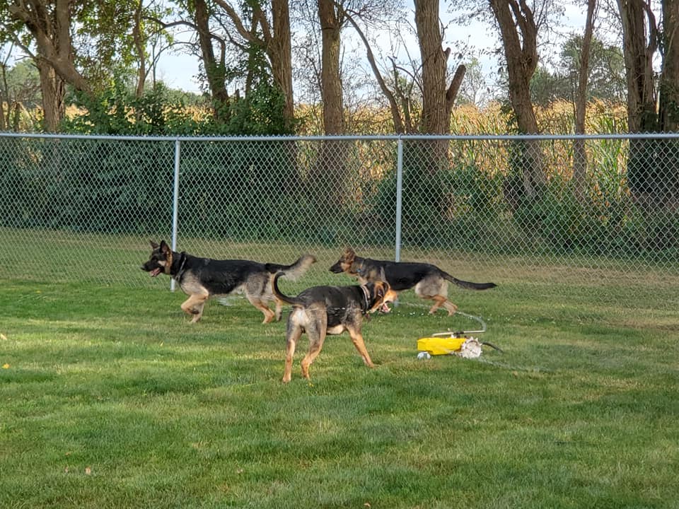 Gallery Bed & Biscuit Pet Resort