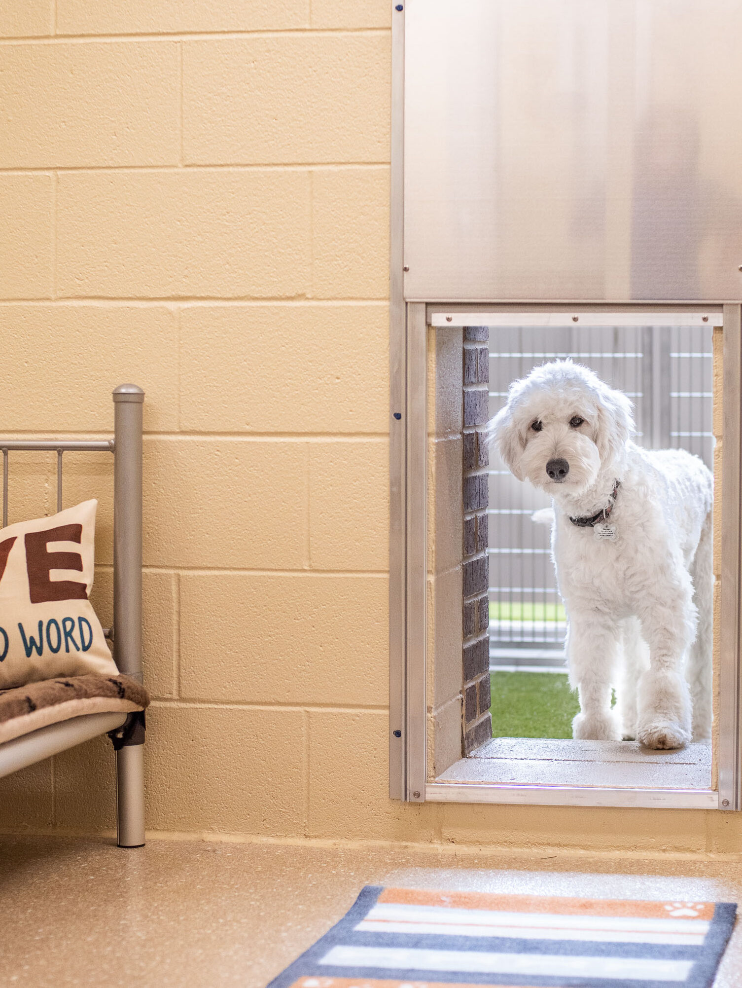 Pet Boarding Resort in South Charlotte, NC Bed & Bark