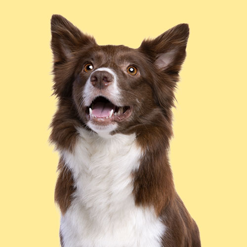 Services Bed and Biscuits Daycare, Boarding, Vets, Grooming