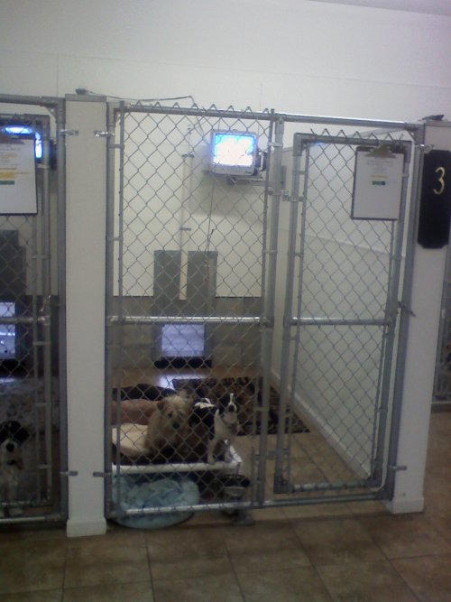 Bed, Bath and Biscuit Boarding Kennel