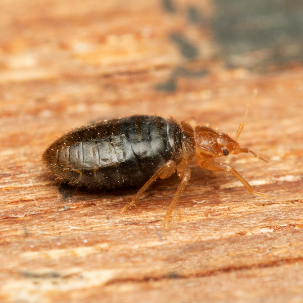What is the success rate of bed bug heat treatment
