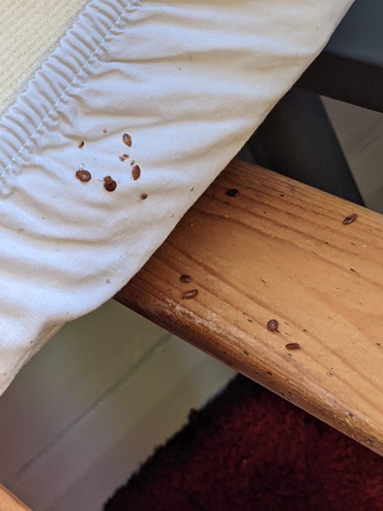 How To Get Rid Of Bed Bugs Bed Bug Heat Treatment