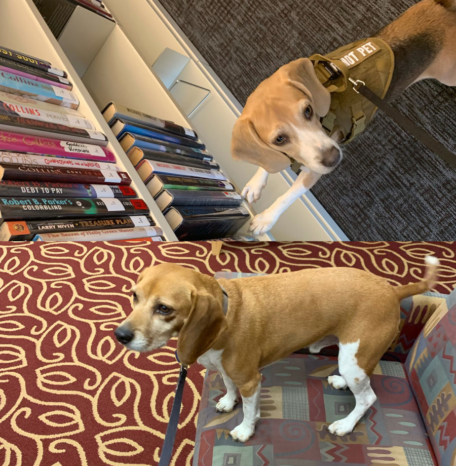 Residential & Commercial Bed Bug Detection / Inspection Cincinnati, OH