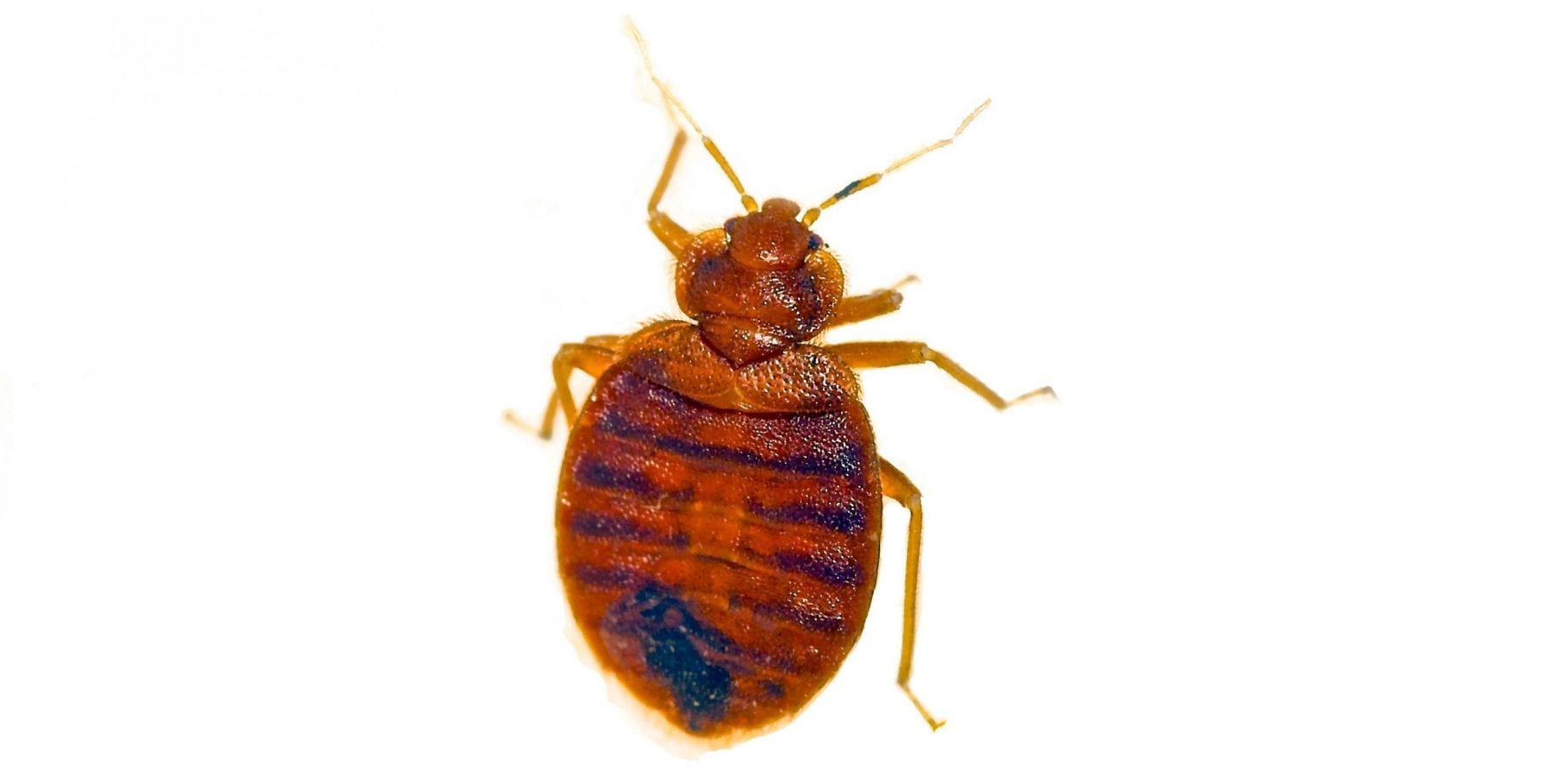 Common Bed Bug Lookalikes Bed Bug Cleveland, Ohio Bed Bug