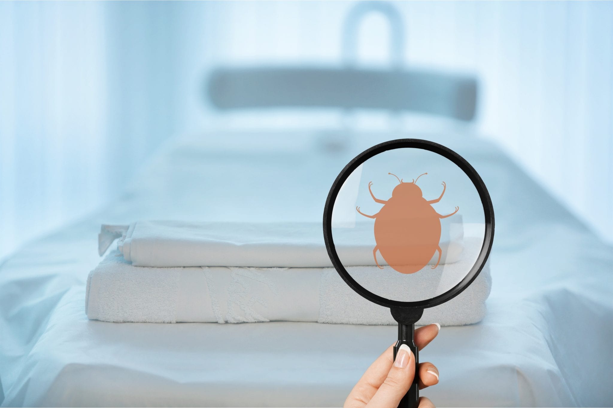 How Does Bed Bug Heat Treatment Differ From Steam? Bed Bug Cleveland