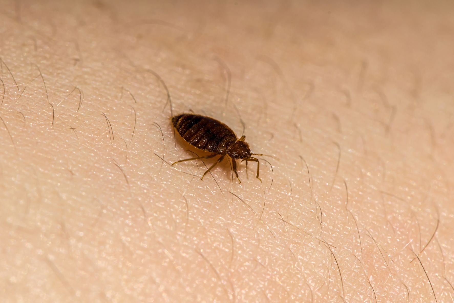 Can a Plastic Mattress Cover Protect From Bed Bugs? Bed Bu