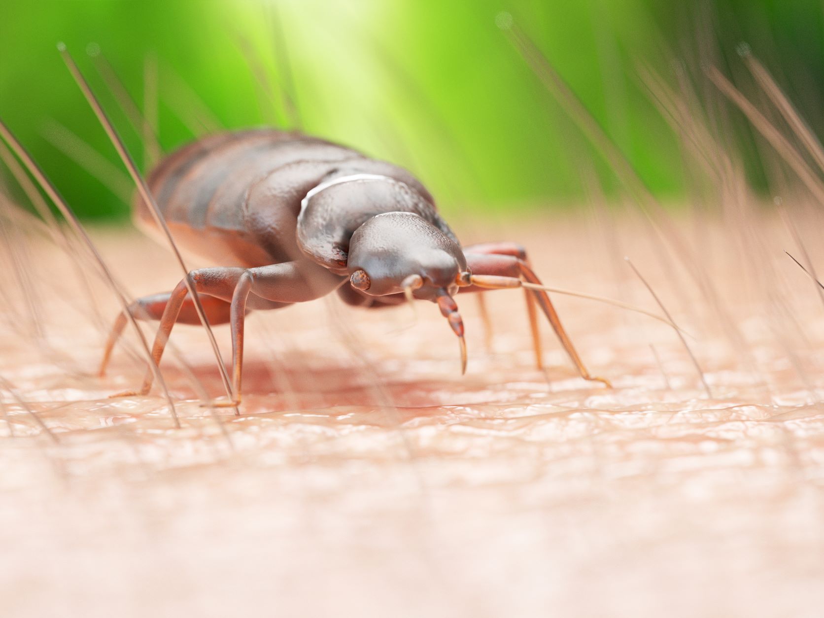 Can a Plastic Mattress Cover Protect from Bed Bugs? Bed Bug Cleveland