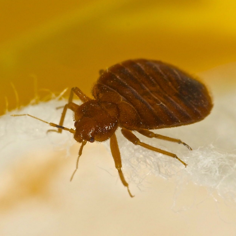 Our Process Bed Bug Busters by Ellington Management