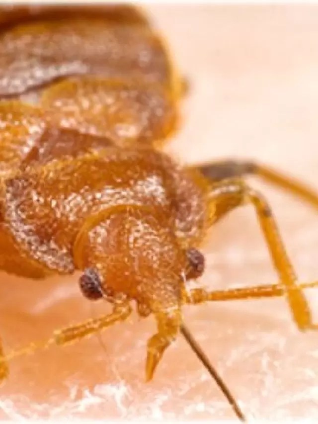 Can Bed Bugs Fly? Bed Bug Detected