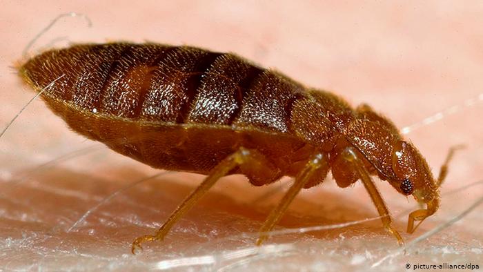 Most lethal enemies of bedbugs All to know about bed bugs enemies