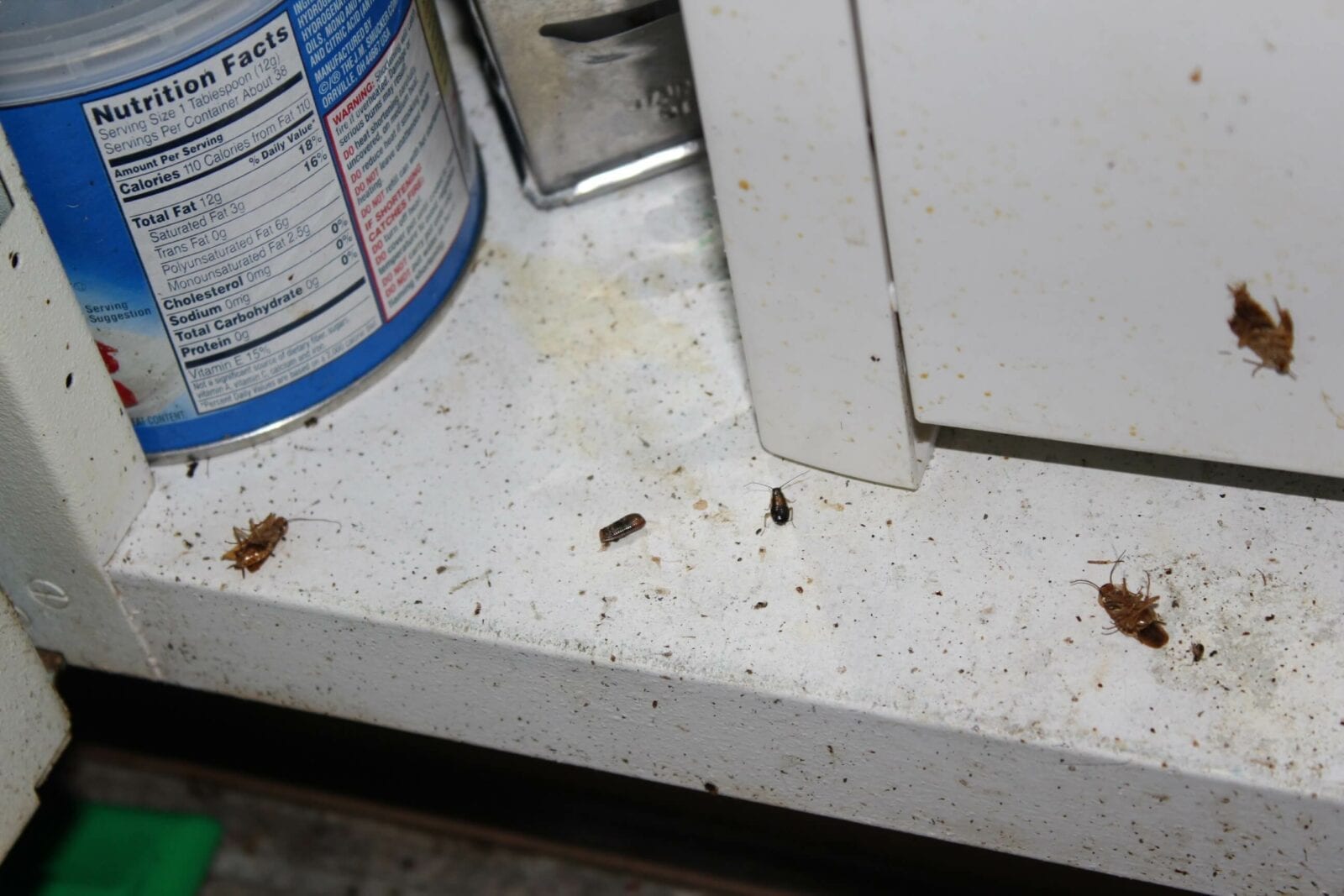 Whole house fumigation for Brown Recluse, Bedbugs, Roaches or Mice