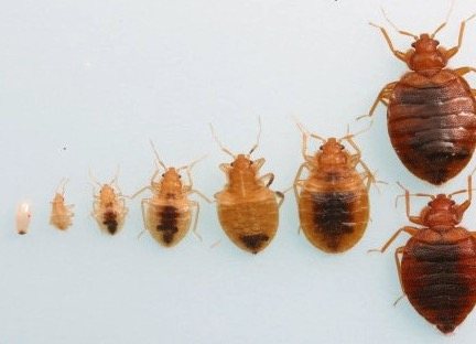 A nymph is not able to reproduce until it has fully matured. What Do Baby Bed Bugs Look Like Colors Size Bites 7 Ways To Kill