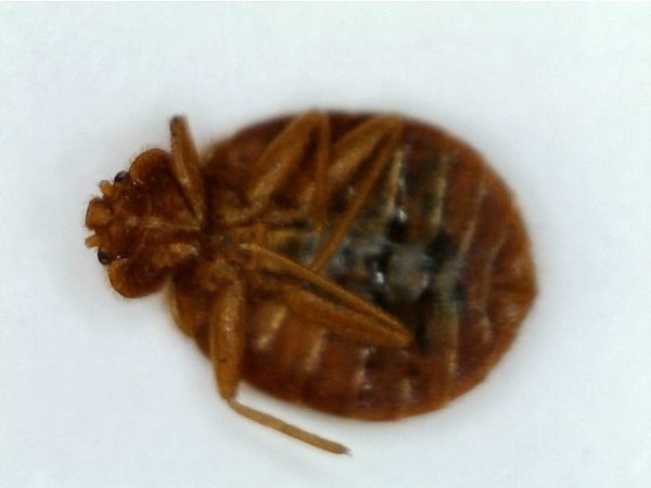 What Do Bed Bugs Hate? Scents That Repel Bed Bugs [2021 Guide]