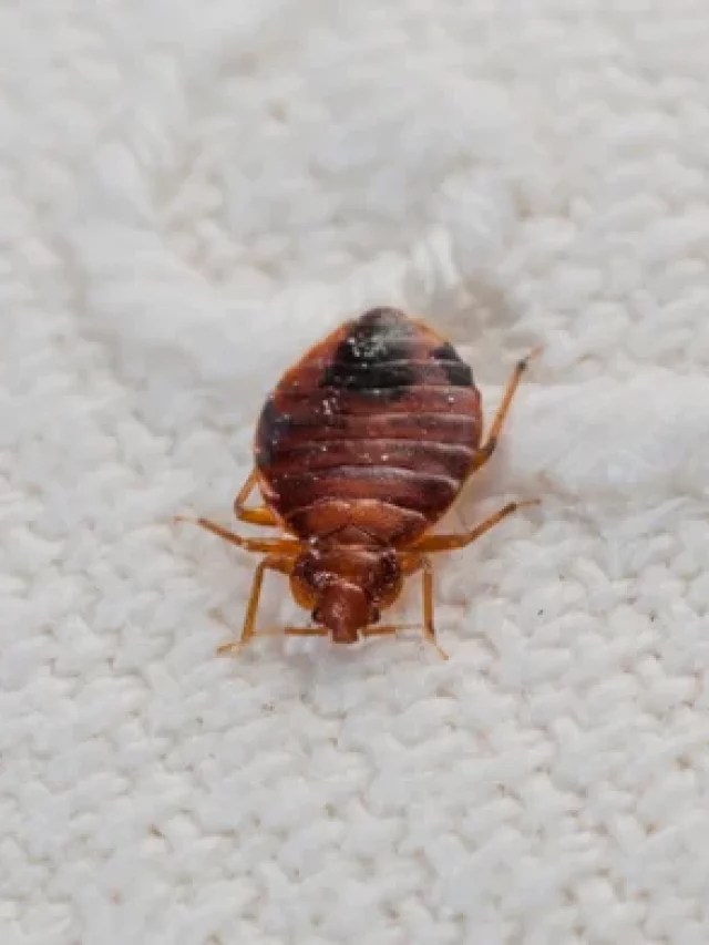 How to Inspect for Bed Bugs Bed Bug Lawyers