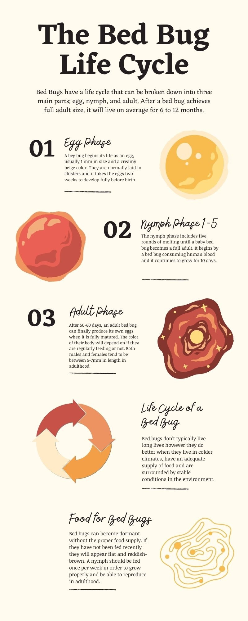 The Bed Bug Life Cycle How Long Do They Live? (5+ Life Stages Defined]