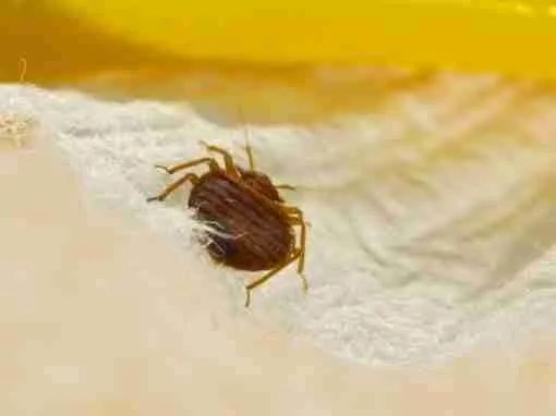 Photos & Resources Bed Bug Pros of Florida